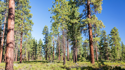 custom-home-construction-bend-oregon Forest property in Central Oregon ideal for custom dream home lot
